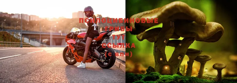 Псилоцибиновые грибы Cubensis ОМГ ОМГ ТОР Керчь